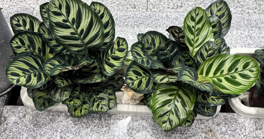 カラテアの写真