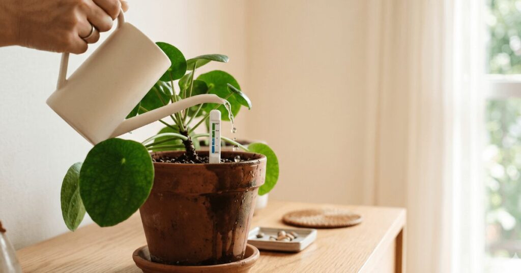 観葉植物への水やりのイメージ
