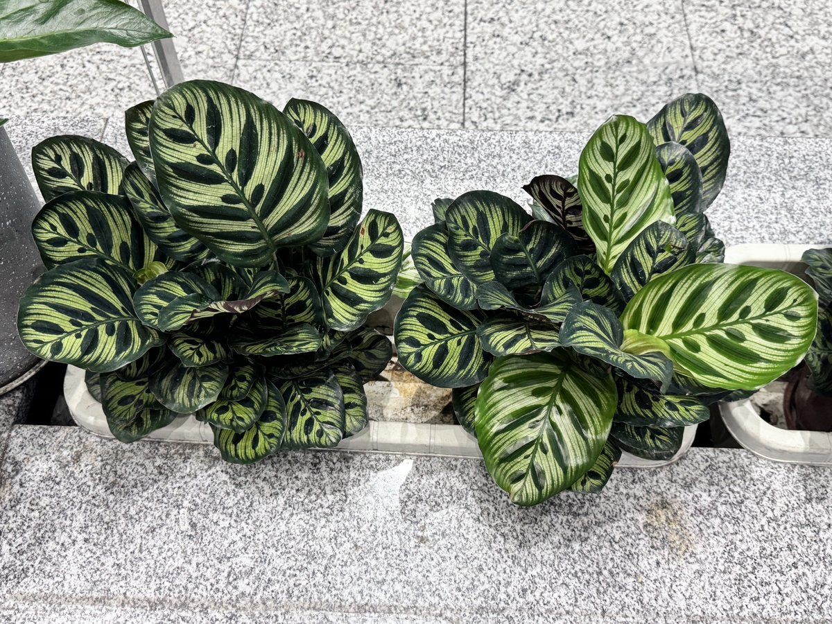 カラテアの写真
