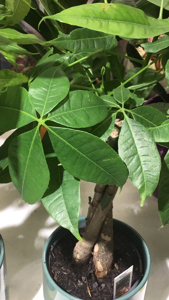 パキラの株姿。葉と全体の形が分かる写真