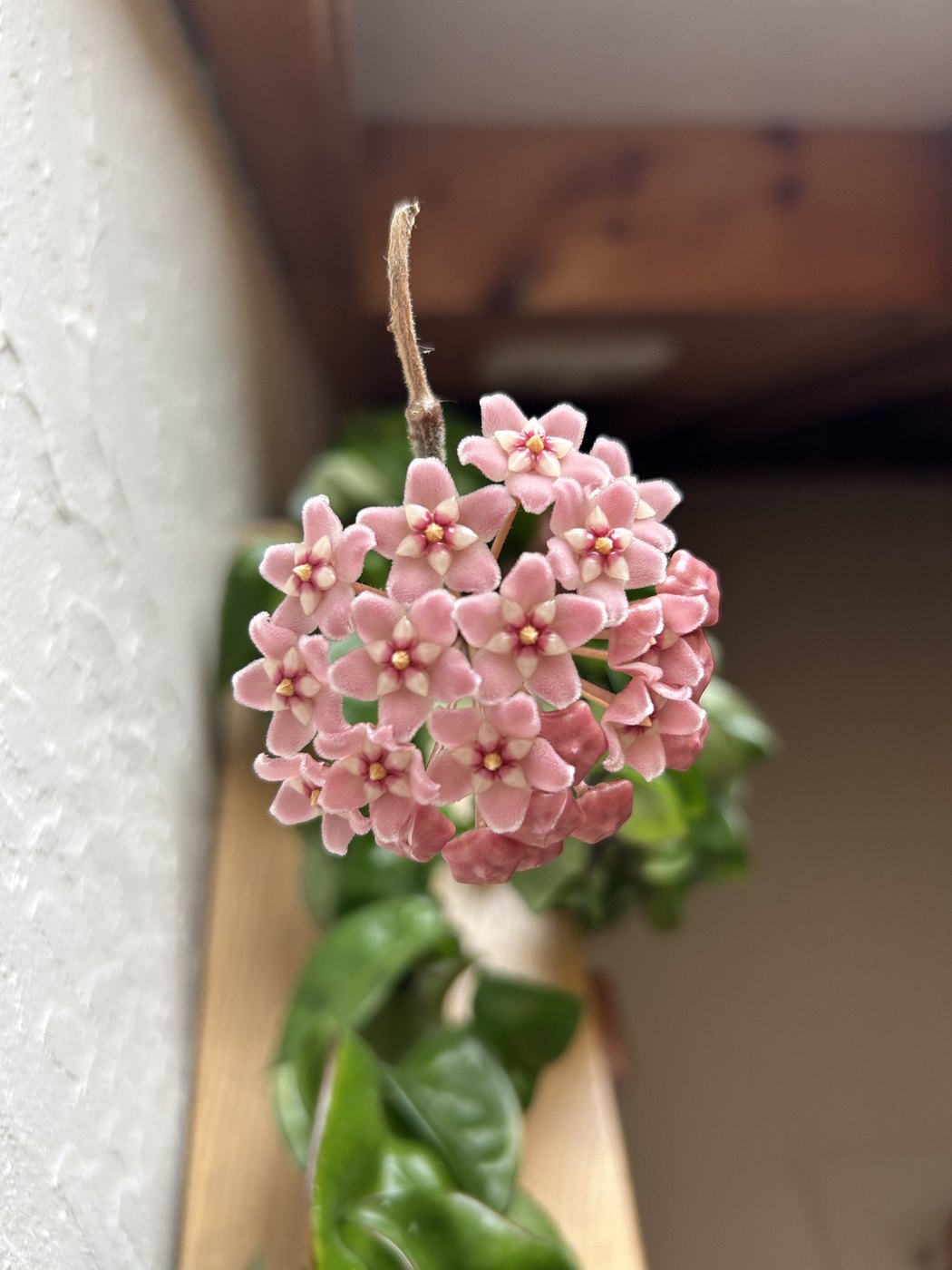 ホヤの株姿。葉と全体の形が分かる写真