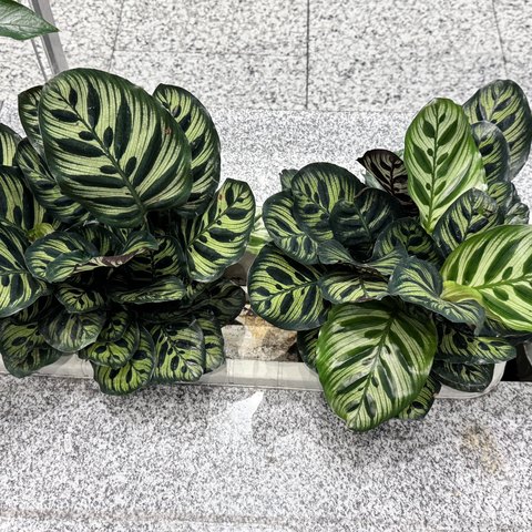 カラテア