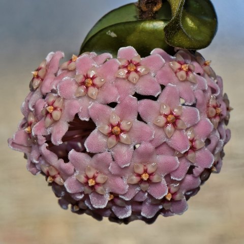 ホヤ