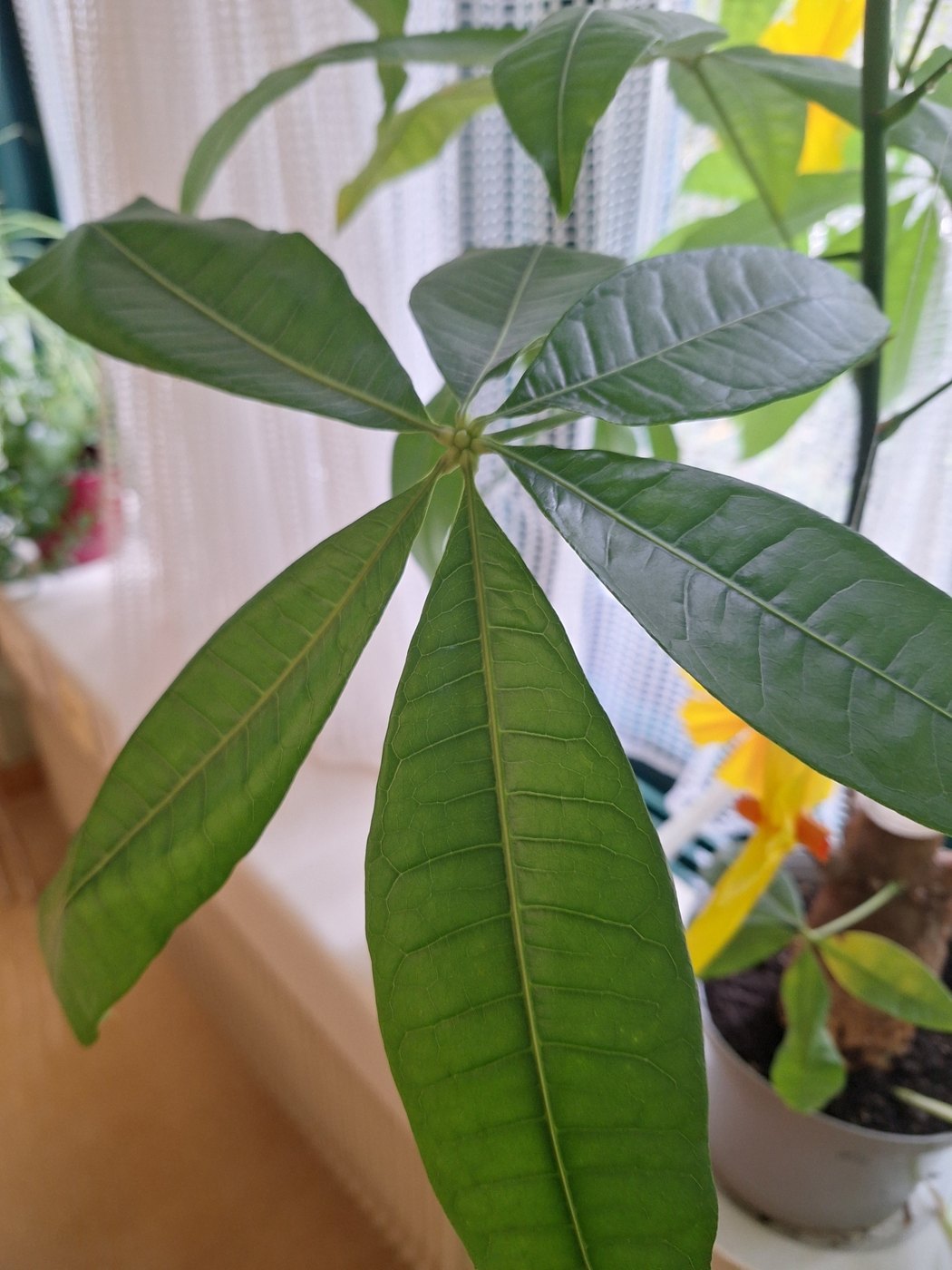 パキラの株姿。葉と全体の形が分かる写真