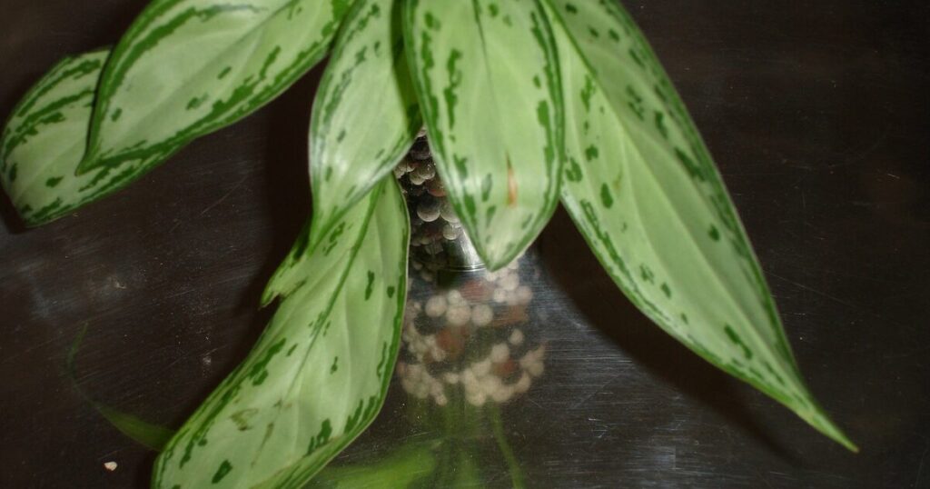 アグラオネマの写真