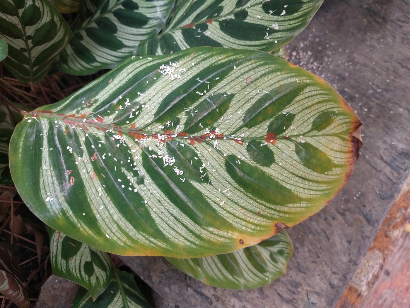 葉の縁と葉先が茶色く枯れたカラテアの葉