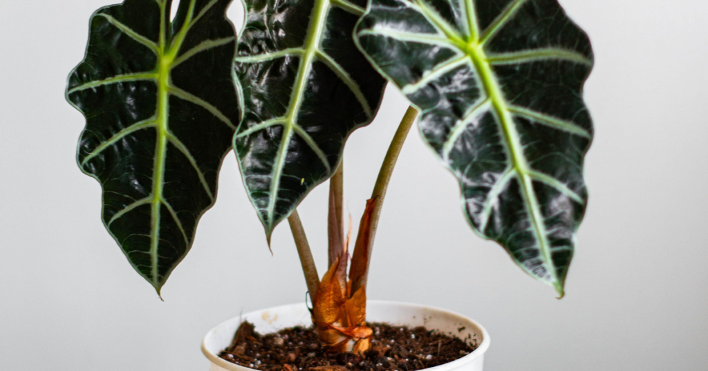 アロカシア (Alocasia) の鉢植え