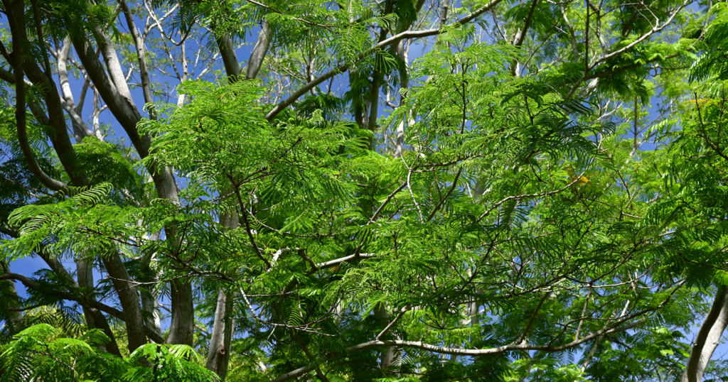 エバーフレッシュの母種 (Cojoba arborea) の2回羽状複葉