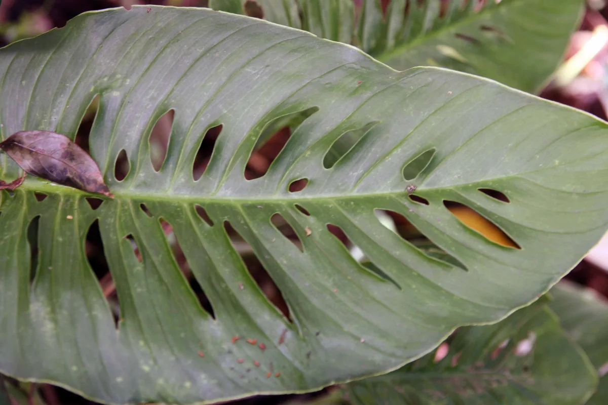 比較例：モンステラ・アダンソニー（Monstera adansonii）。葉の内側に穴がある姿。
