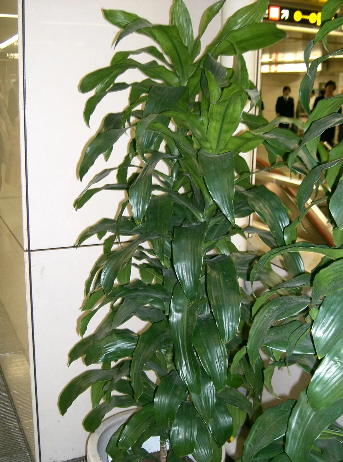 比較例：コンパクタ（Dracaena fragrans ‘Compacta’、原出典の旧名 Dracaena deremensis）。短い緑の葉が密に集まる株。