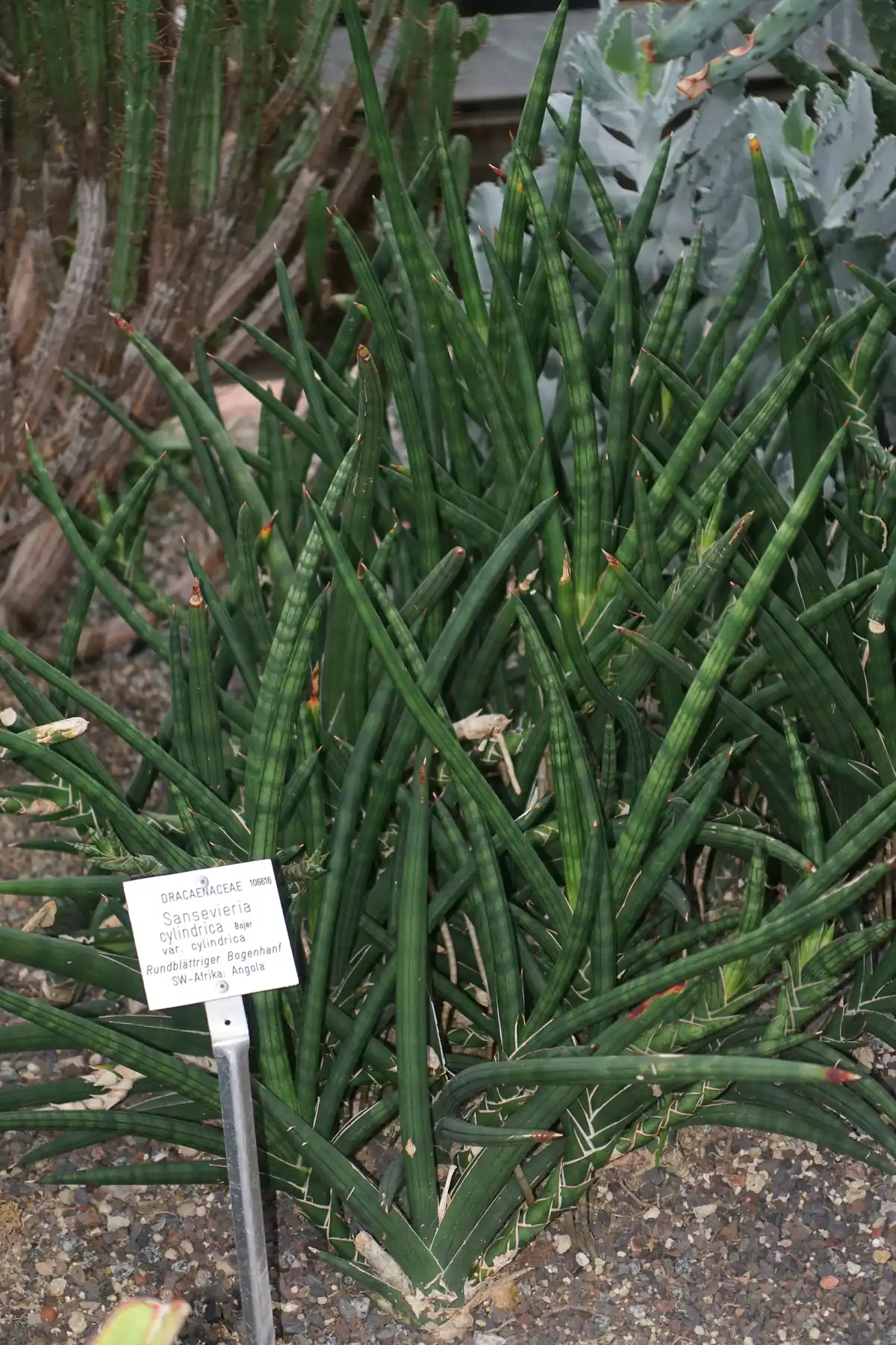 円筒葉タイプの比較例:シリンドリカ(原出典名 Sansevieria cylindrica)。円筒状の葉が立ち上がる株。