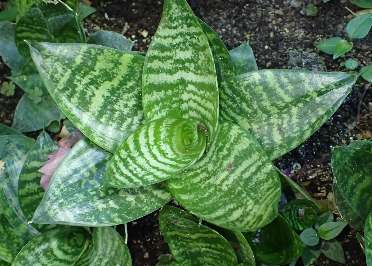 一覧の一例:ハニー(Dracaena trifasciata ‘Hahnii’、旧属名 Sansevieria)。短い葉がロゼット状に重なる株。