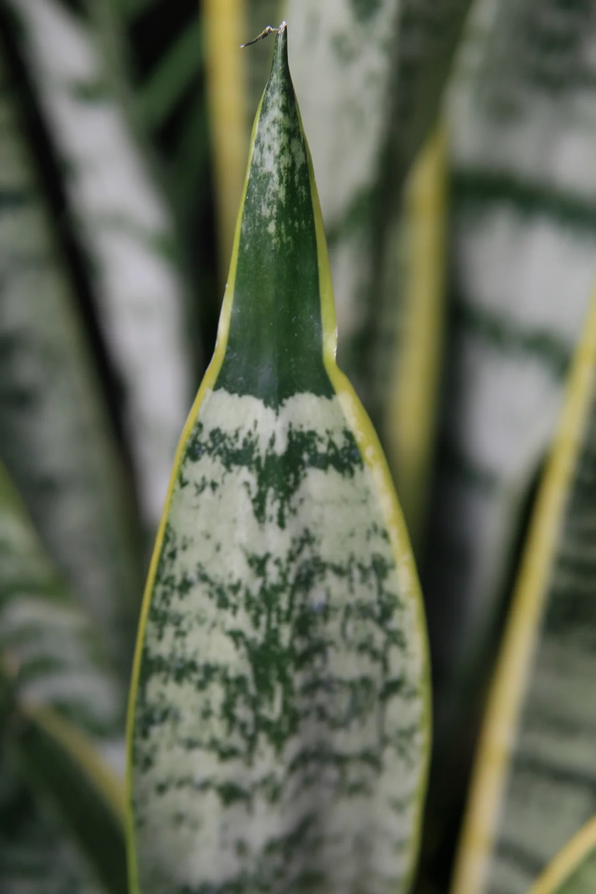 比較例：ローレンティー（Dracaena trifasciata ‘Laurentii’、旧属名 Sansevieria）。葉の縁に黄色い覆輪が入る株。