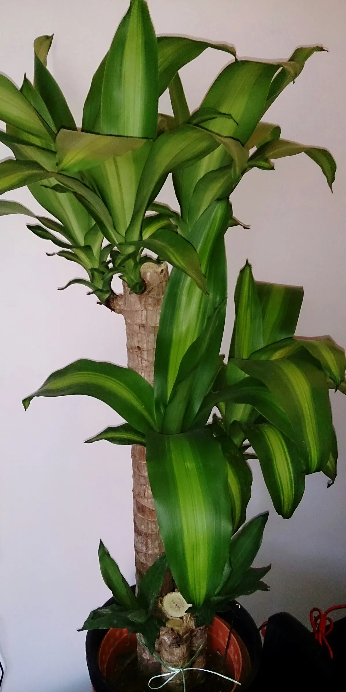 マッサンゲアナ（Dracaena fragrans ‘Massangeana’）。幅広い葉の中央に明るい帯が入る株。