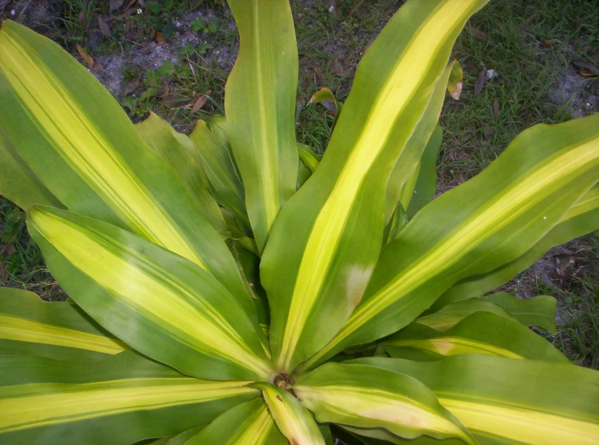一覧の一例：マッサンゲアナ（Dracaena fragrans ‘Massangeana’）。葉の中央の明るい帯。
