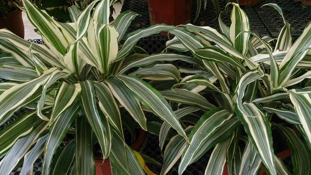 斑の比較例：ワーネッキー（Dracaena fragrans ‘Warneckei’）。葉に入る白い縞。