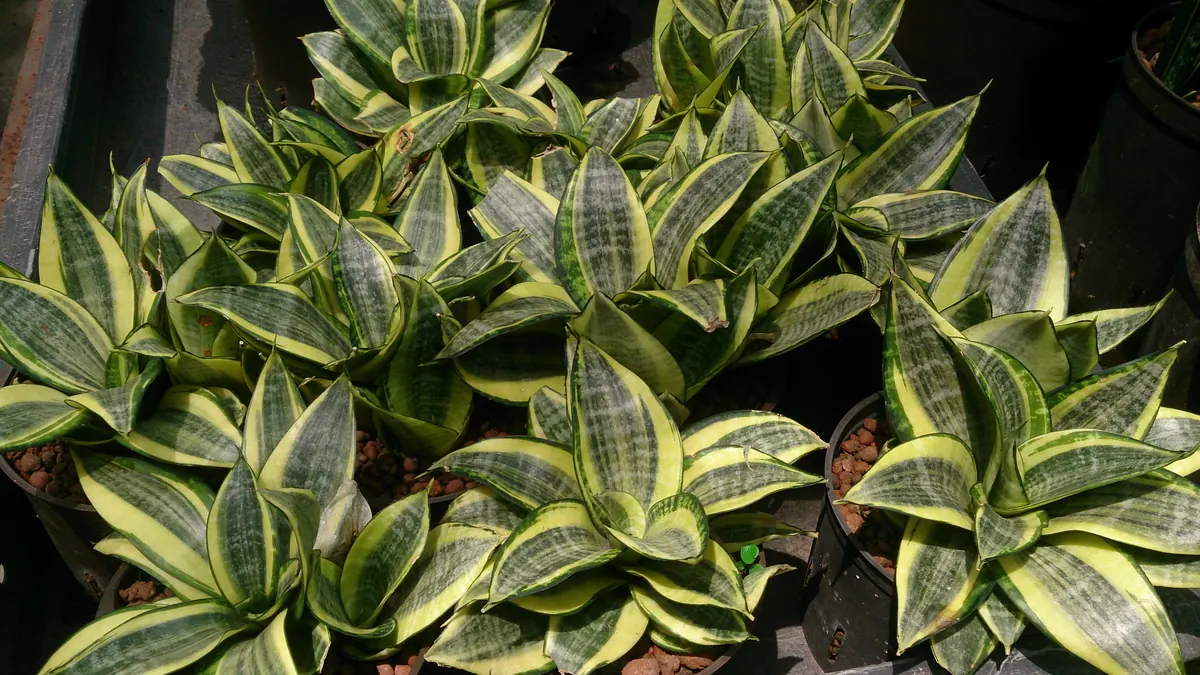 ゴールデンハニー（Dracaena trifasciata ‘Golden Hahnii’）。短い葉が低いロゼットに重なる比較例。