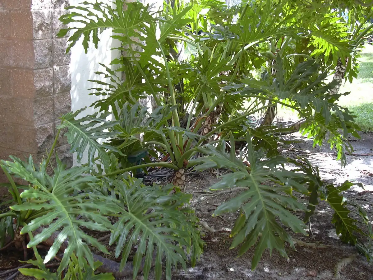 セローム（Thaumatophyllum bipinnatifidum、旧名 Philodendron bipinnatifidum）の屋外成株。深く裂けた葉と株の広がり。
