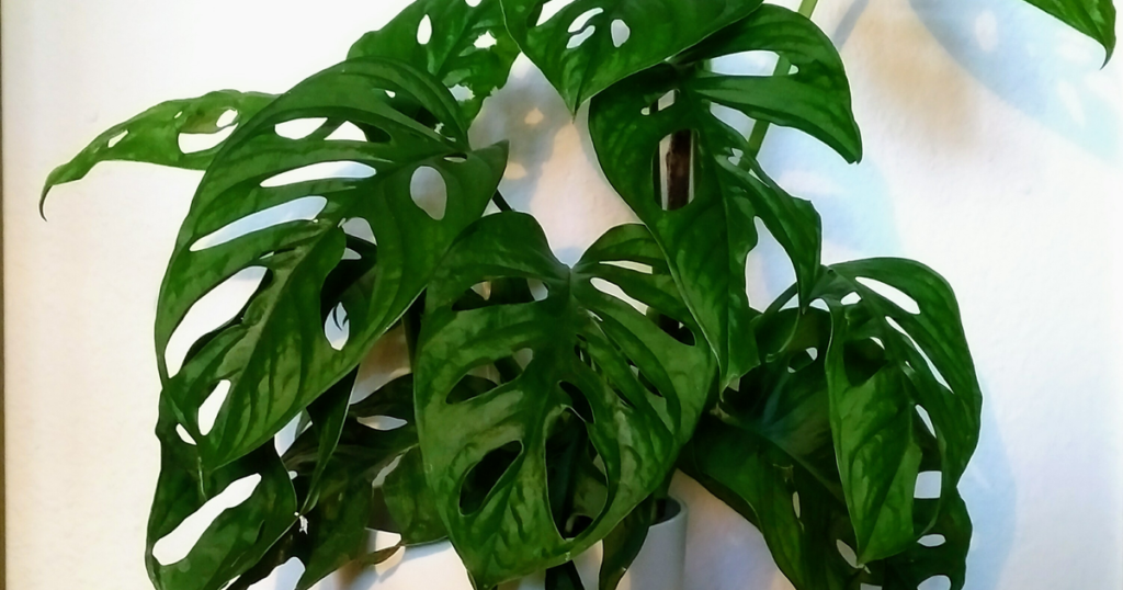 マドカズラ (Monstera adansonii) の穴あき葉