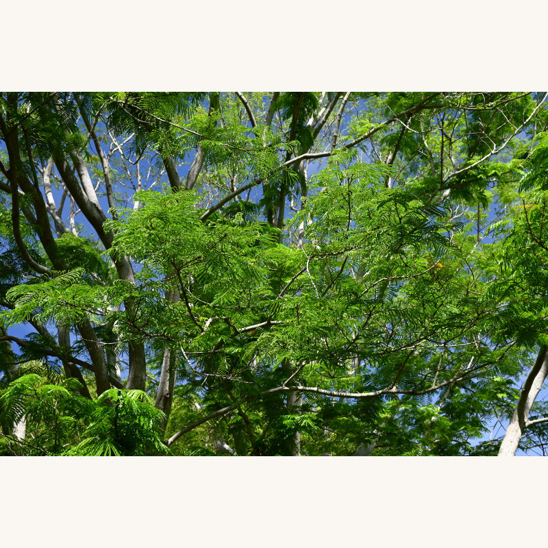 Cojoba arboreaの枝葉の参考写真（変種未確認）
