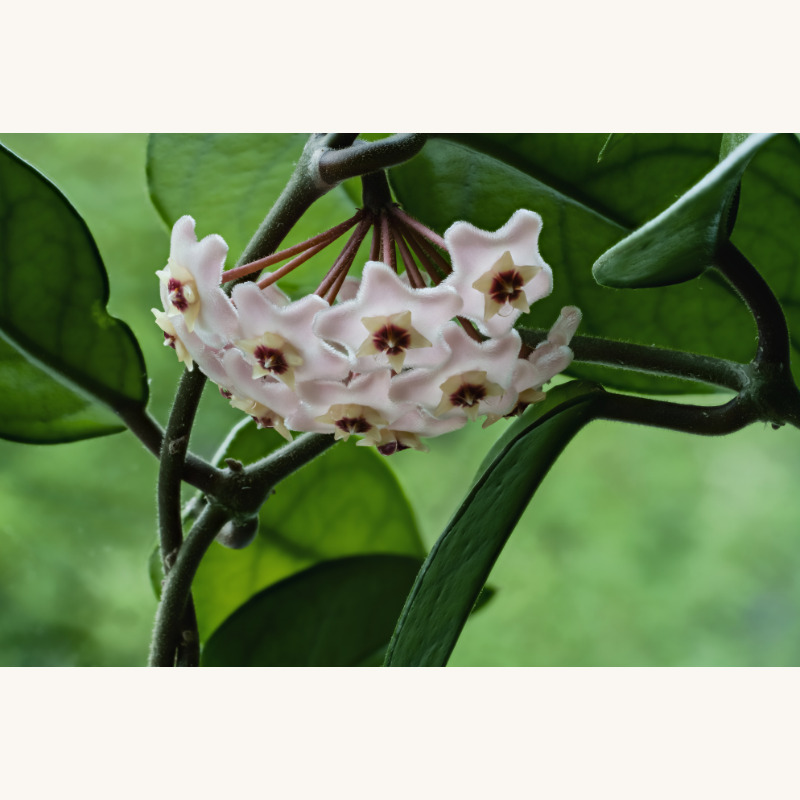 蜜滴のあるホヤ・カルノーサの花房