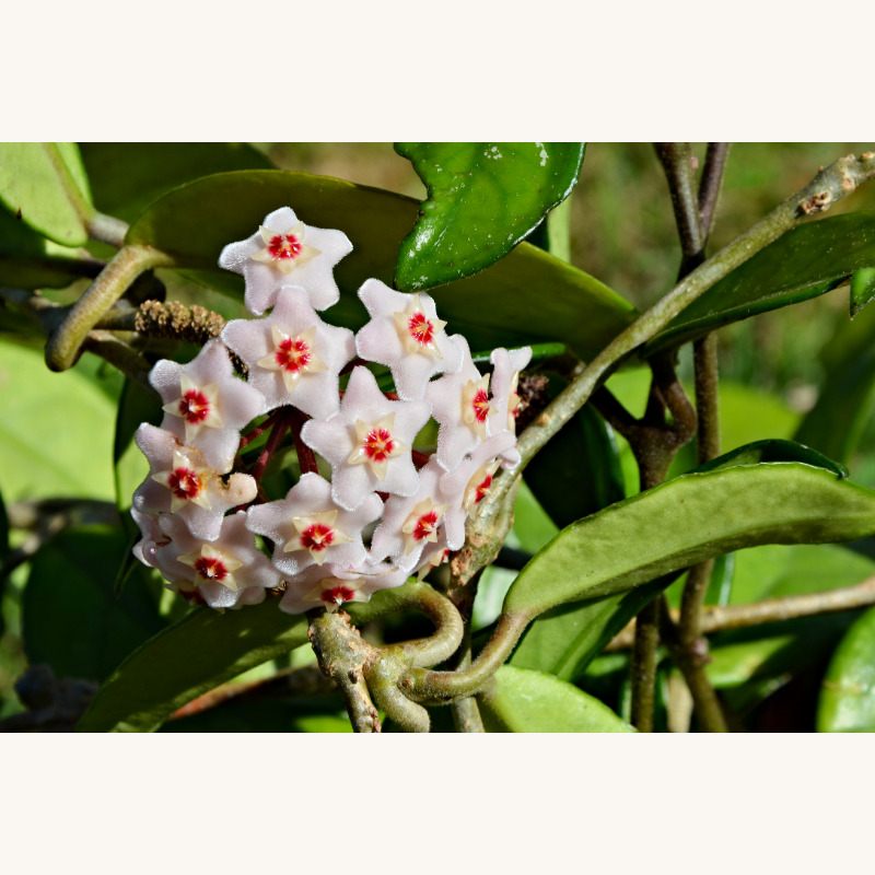ホヤ・カルノーサの花房