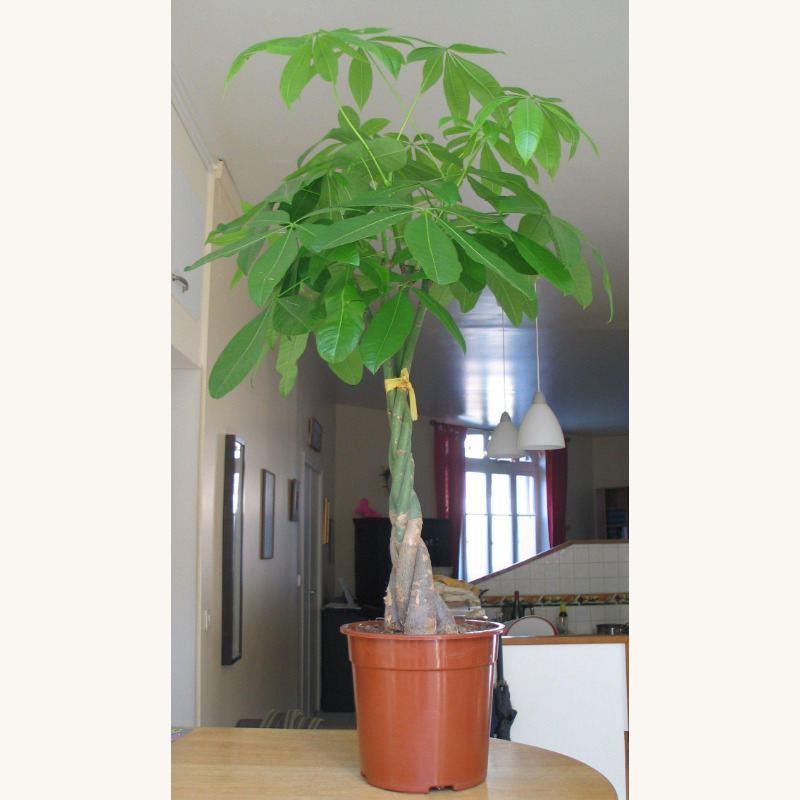 パキラの幹と葉を含む鉢植え