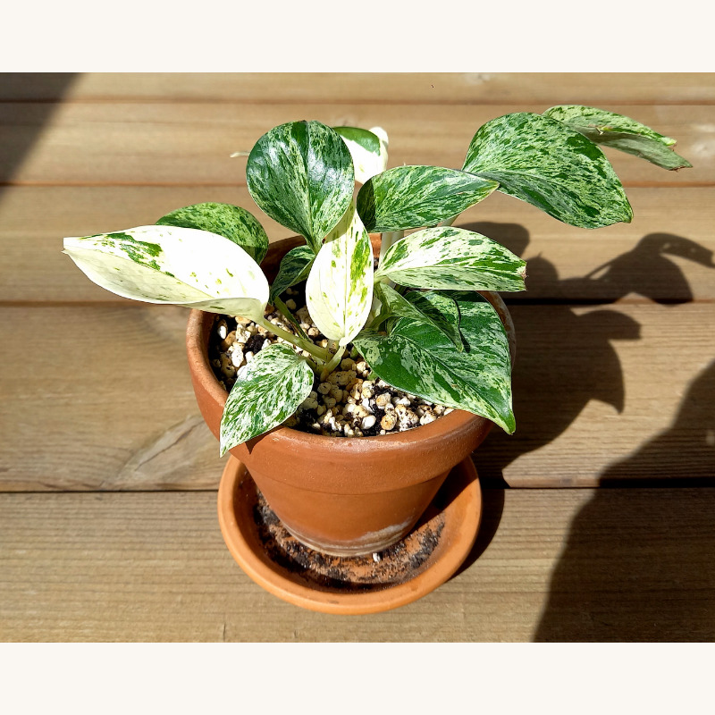 ポトス・マーブルクイーンの斑入り葉と鉢植え