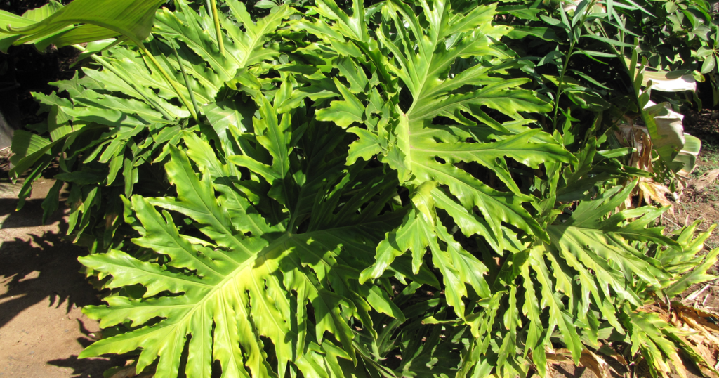 セローム (Philodendron bipinnatifidum) の株姿
