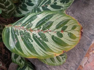 葉の縁と葉先が茶色く枯れたカラテアの葉