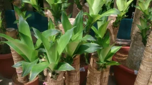 ドラセナ・フラグランス（Dracaena fragrans）。14種すべてを示す写真ではなく、広い葉のタイプの一例。