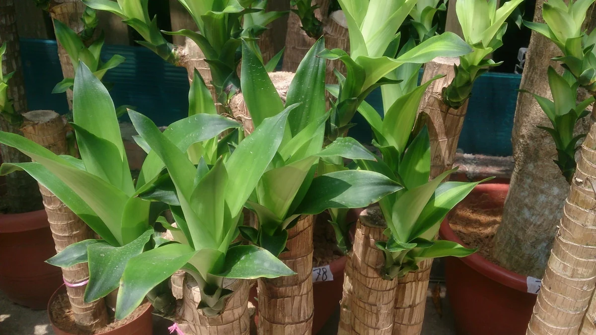 ドラセナ・フラグランス（Dracaena fragrans）。14種すべてを示す写真ではなく、広い葉のタイプの一例。