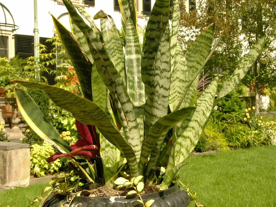 Dracaena trifasciata(旧名 Sansevieria trifasciata)の株。16種を一括りにせず、ラベルと形を照合する。