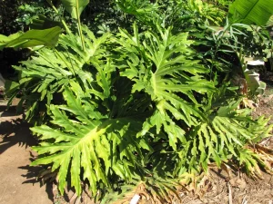 セローム（Thaumatophyllum bipinnatifidum）の株姿。