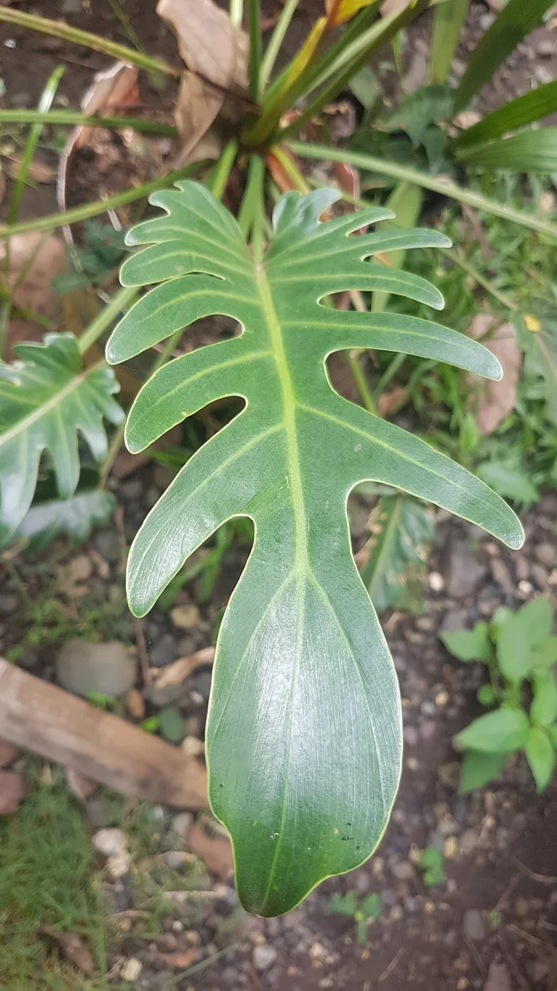 ザナドゥ（Thaumatophyllum xanadu）の葉。写真の種名と売り場の品種ラベルを分けて確認する。