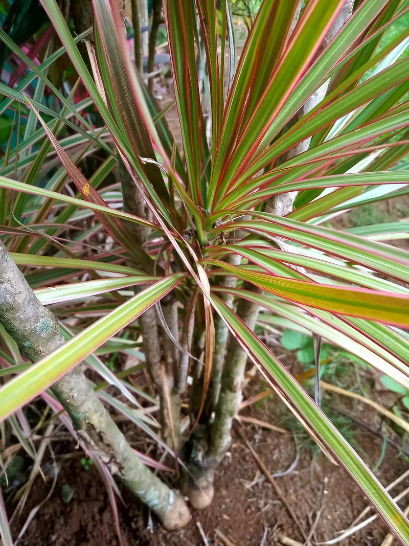 細い葉をもつドラセナ。原典は Dracaena marginata／D. reflexa var. angustifolia と記載する。