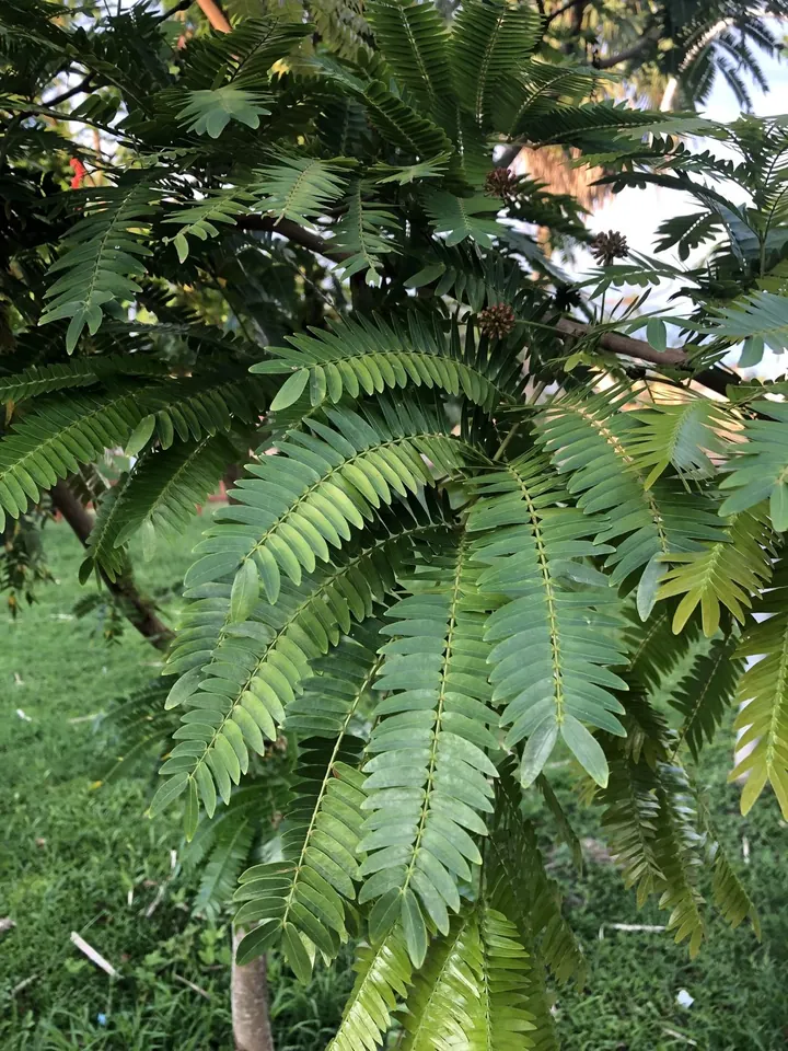 Cojoba arborea の葉の広がりを示す参考写真