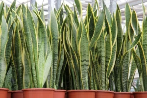ローレンティー（Dracaena trifasciata ‘Laurentii’）。黄色い葉縁が特徴の品種。