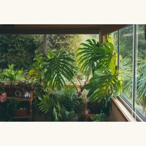 窓辺に並ぶモンステラなどの観葉植物。自然光が入る室内の例