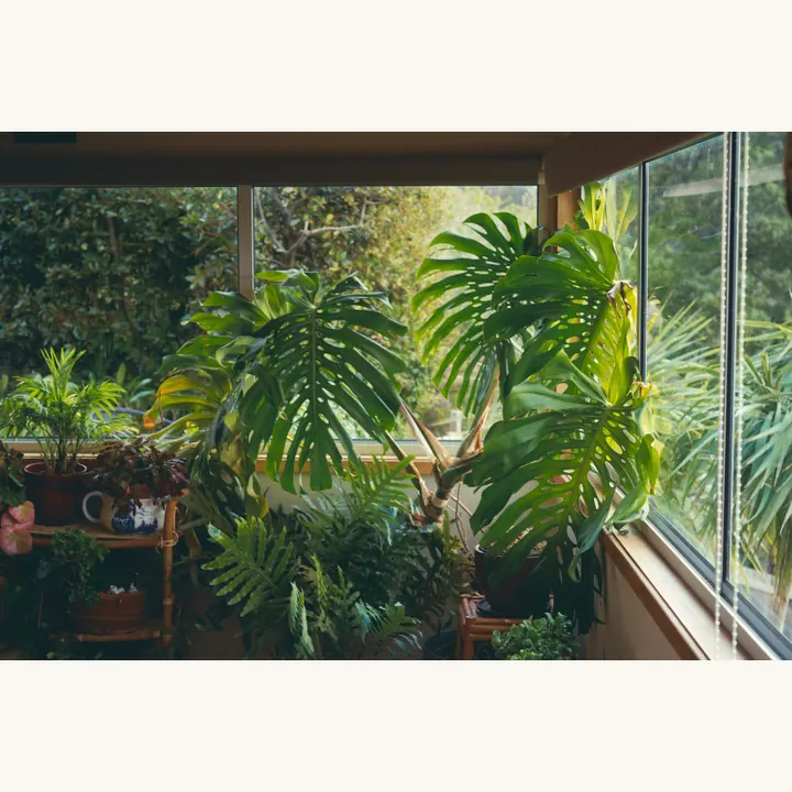 窓辺に並ぶモンステラなどの観葉植物。自然光が入る室内の例