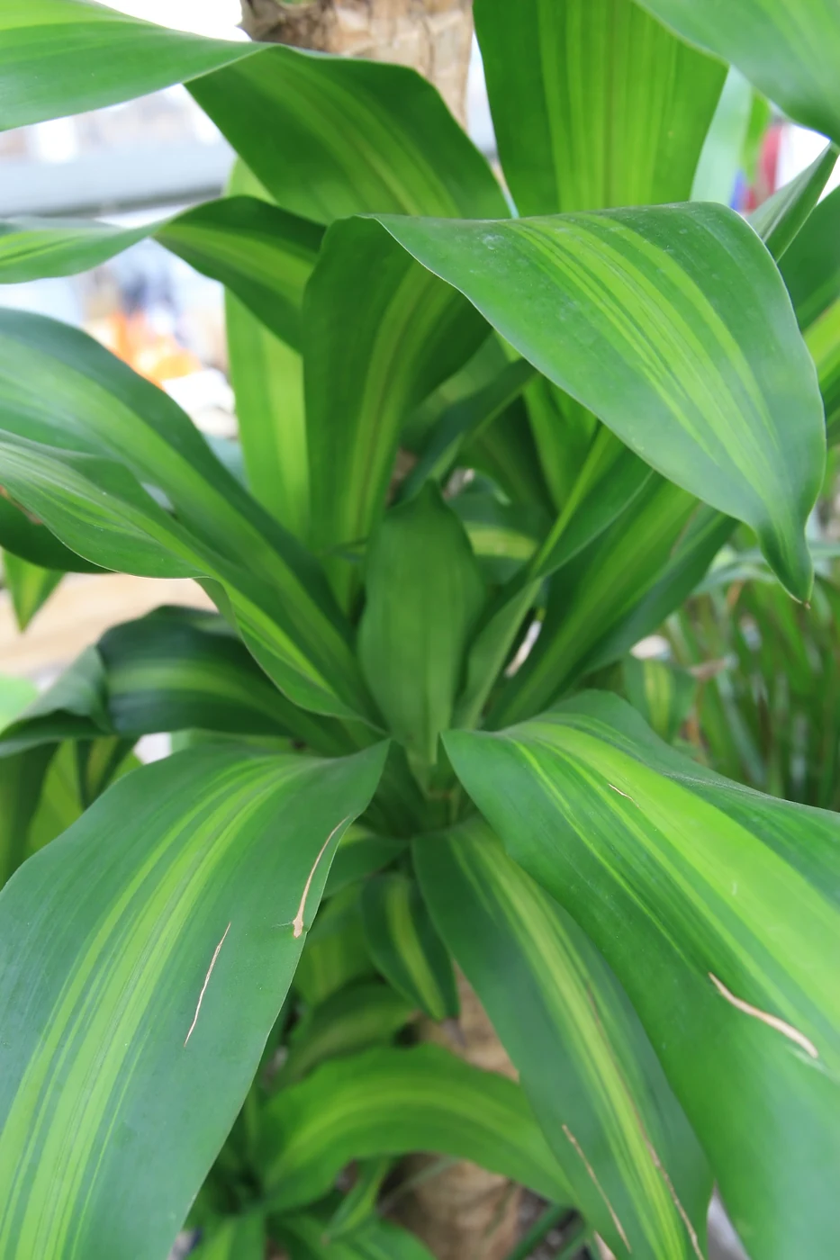 マッサンゲアナ（Dracaena fragrans ‘Massangeana’）。葉の中央の黄緑色の帯を見る。
