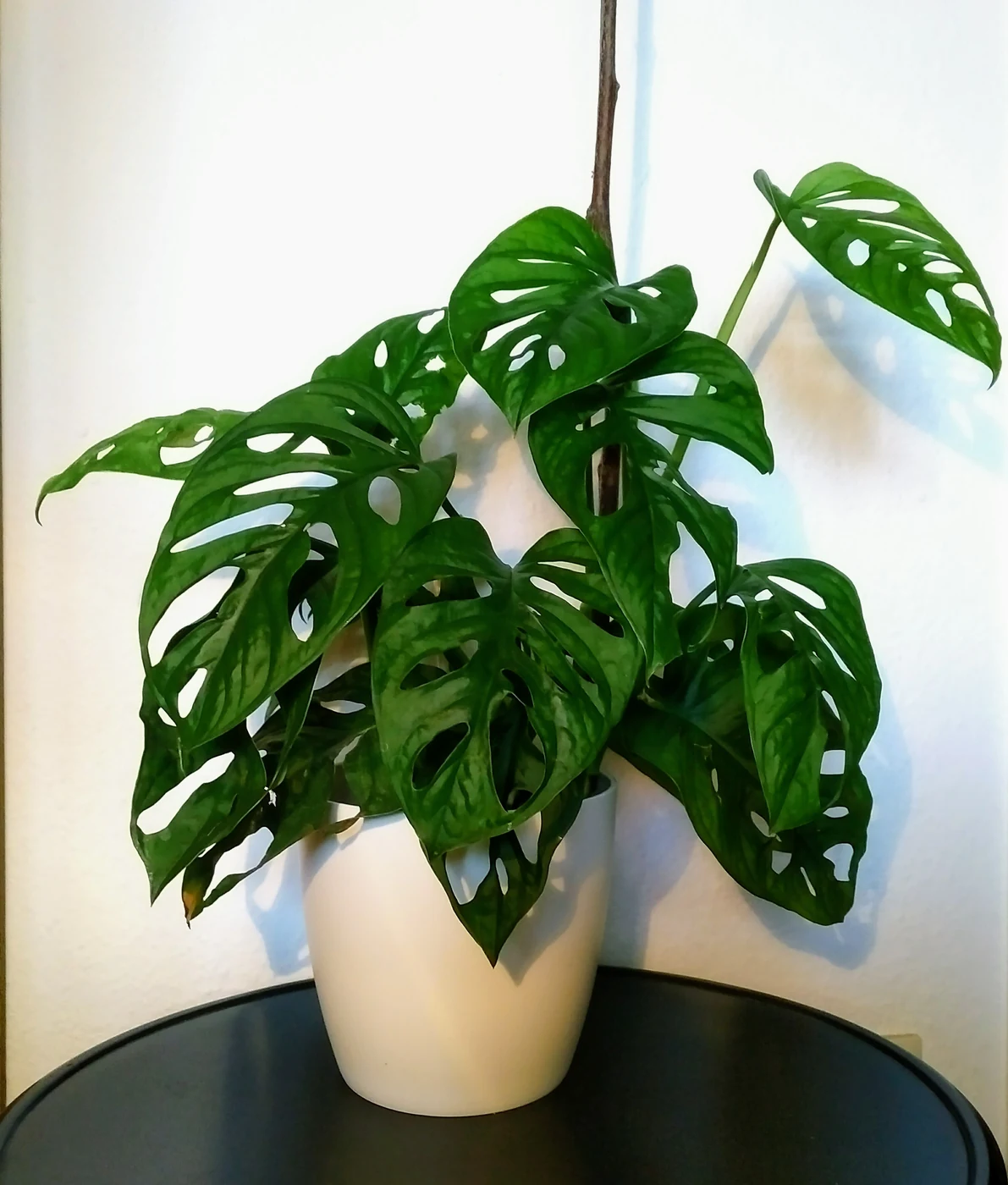 アダンソニー（Monstera adansonii）。葉身に開く穴と葉のふちを見る。