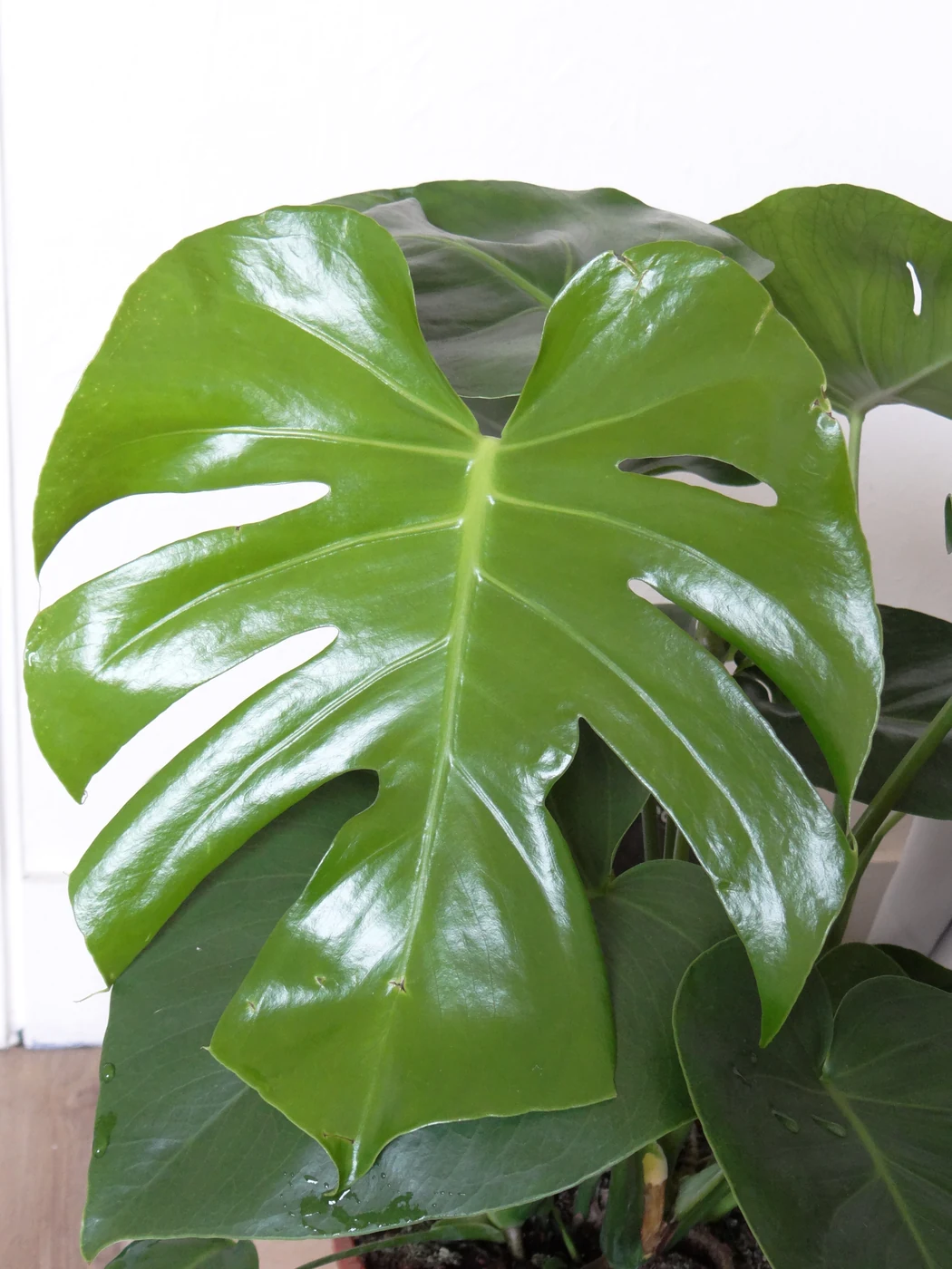 モンステラ・デリシオーサ（Monstera deliciosa）の成熟した葉。ふちの切れ込みと、葉身に開いた穴を見る。