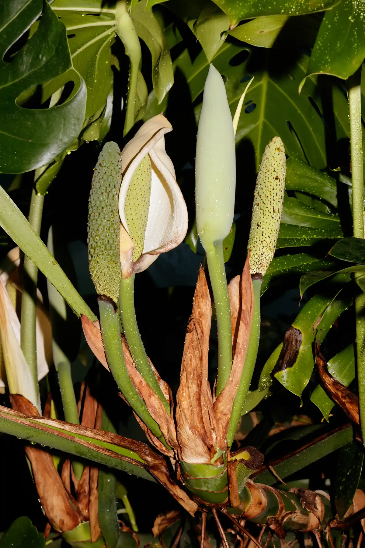 モンステラ・デリシオーサの花序と葉(Wilhelma植物園)